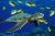 Nadamos entre tortugas marinas y tiburones solrayo en EcoFLE